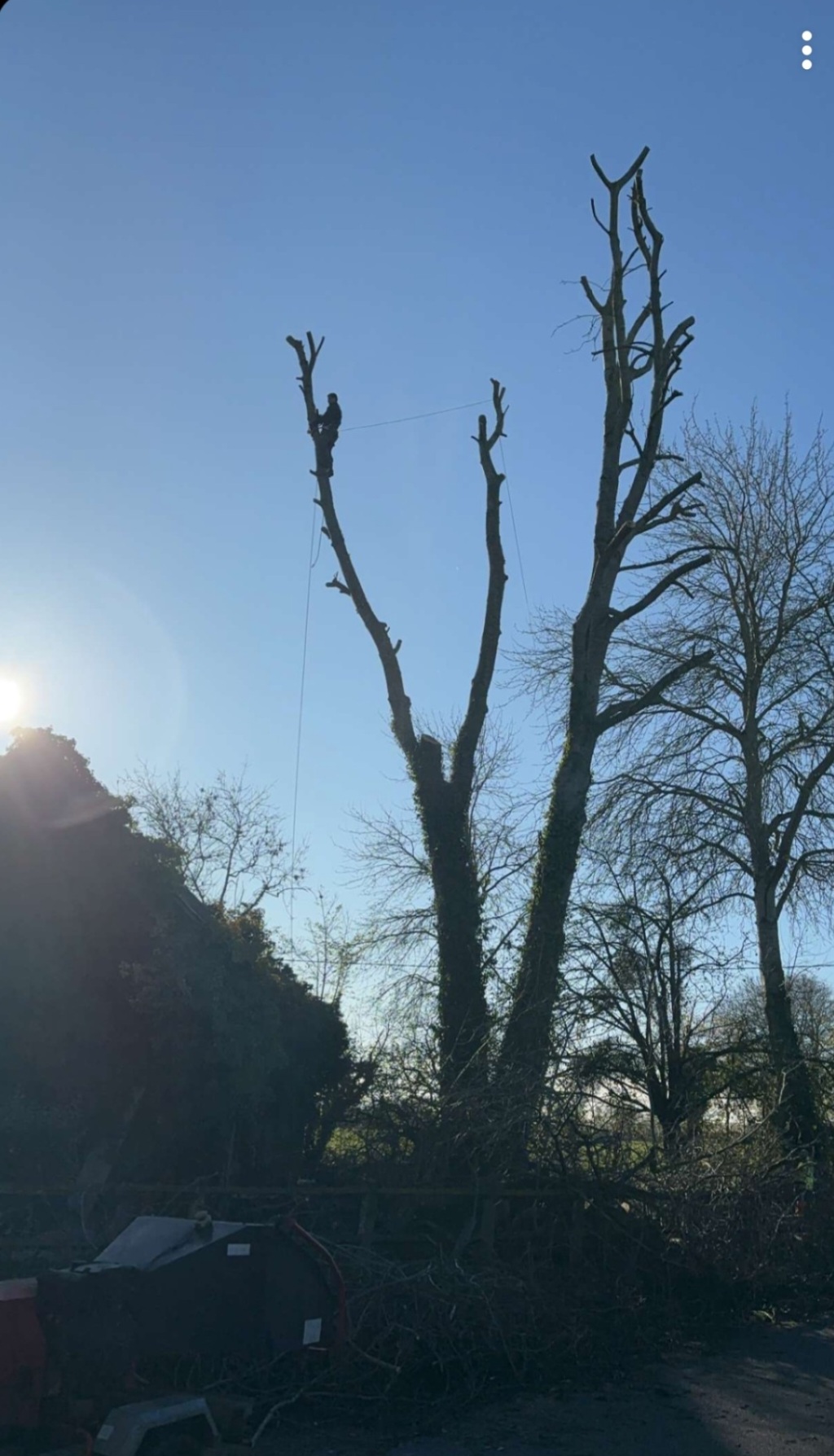 Élagage après intervention - arbre taillé proprement Troarn