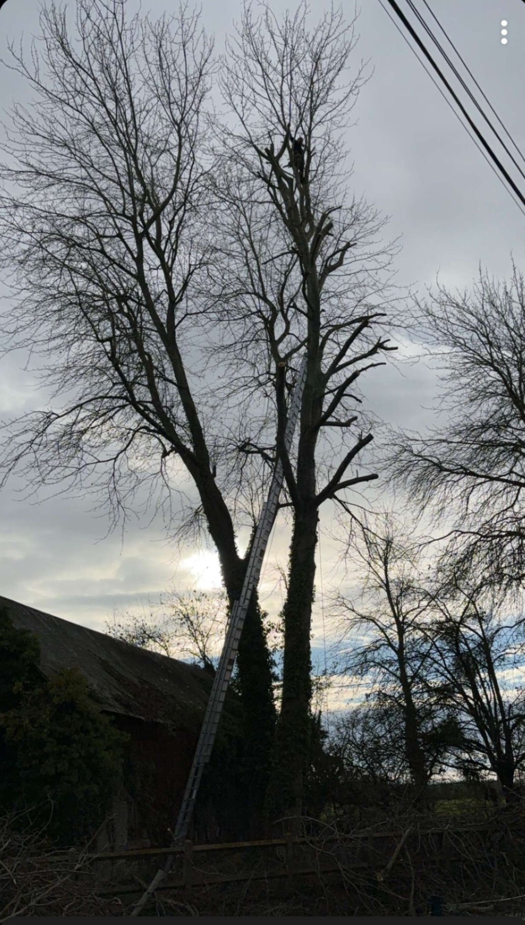 Élagage avant intervention - arbre non taillé Sannerville