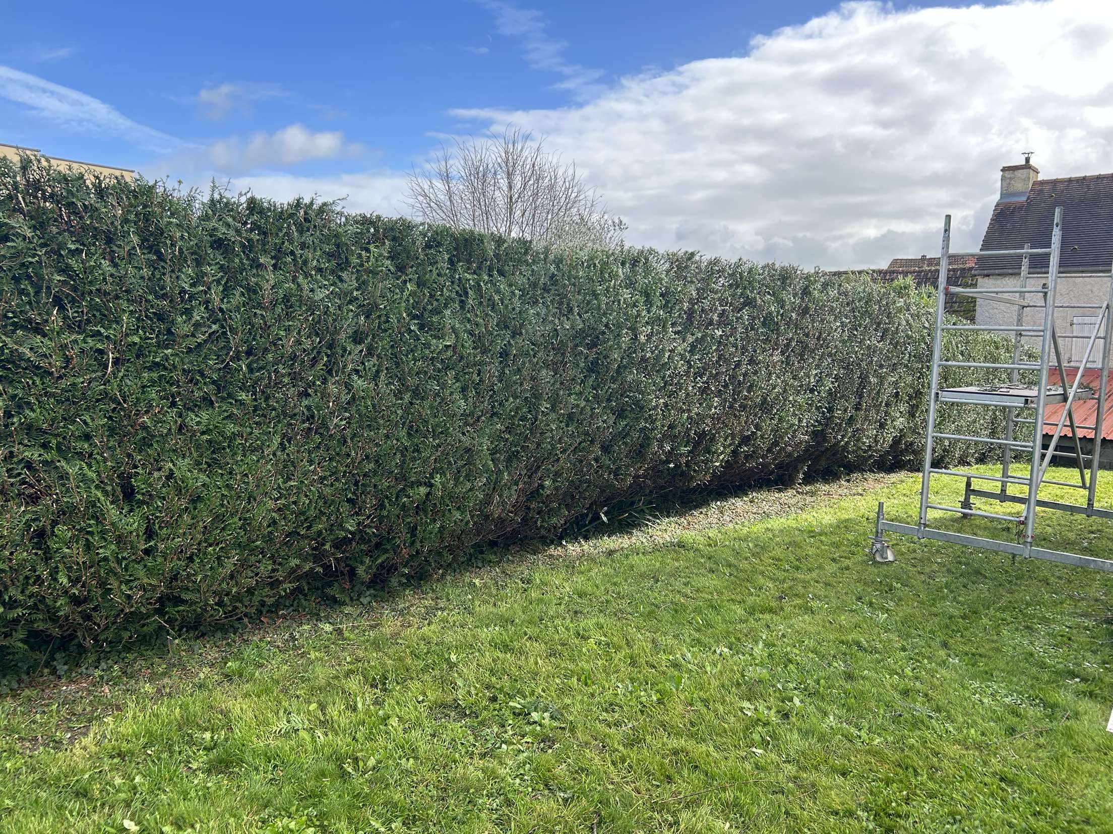 Taille de haies après intervention - haie parfaitement taillée