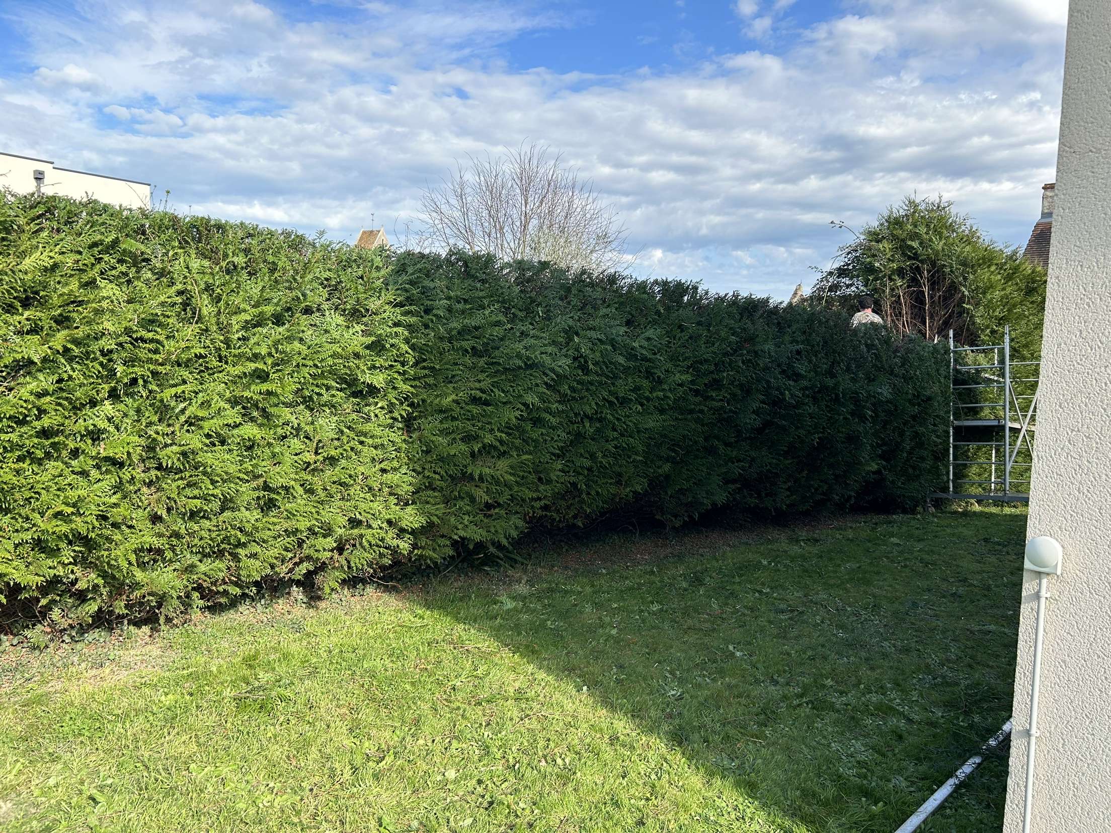 Taille de haies avant intervention - haie non entretenue Normandie